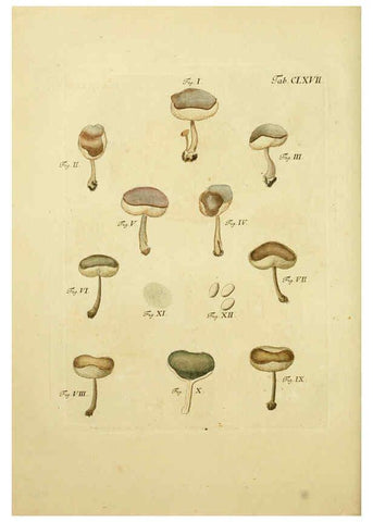 Reproducción/Reproduction 6256923685: Fungorum qui in Bavaria et Palatinatu circa Ratisbonam nascuntur icones, nativis coloribus expressae. v.1-2. Erlangae,Apud J.J. Palmium,1800