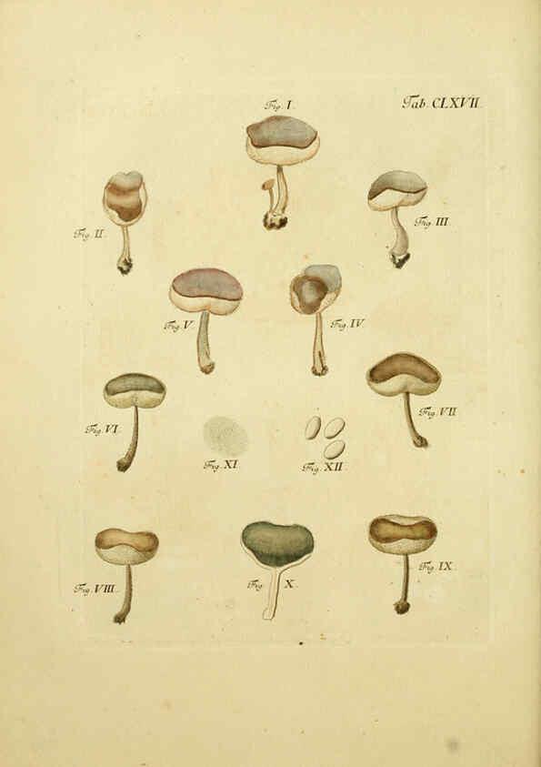 Reproducción/Reproduction 6256923685: Fungorum qui in Bavaria et Palatinatu circa Ratisbonam nascuntur icones, nativis coloribus expressae. v.1-2. Erlangae,Apud J.J. Palmium,1800