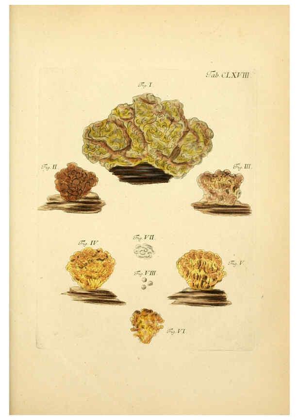 Reproducción/Reproduction 6256923895: Fungorum qui in Bavaria et Palatinatu circa Ratisbonam nascuntur icones, nativis coloribus expressae. v.1-2. Erlangae,Apud J.J. Palmium,1800