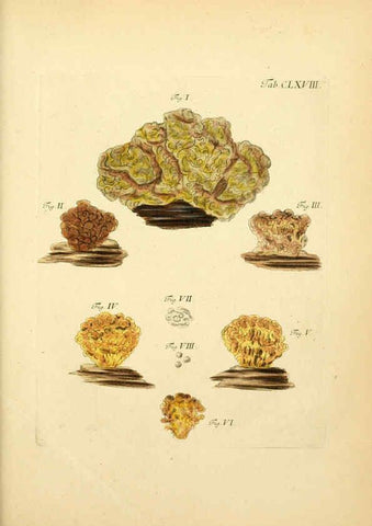 Reproducción/Reproduction 6256923895: Fungorum qui in Bavaria et Palatinatu circa Ratisbonam nascuntur icones, nativis coloribus expressae. v.1-2. Erlangae,Apud J.J. Palmium,1800