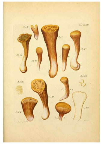 Reproducción/Reproduction 6256924129: Fungorum qui in Bavaria et Palatinatu circa Ratisbonam nascuntur icones, nativis coloribus expressae. v.1-2. Erlangae,Apud J.J. Palmium,1800