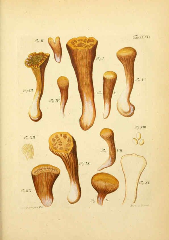 Reproducción/Reproduction 6256924129: Fungorum qui in Bavaria et Palatinatu circa Ratisbonam nascuntur icones, nativis coloribus expressae. v.1-2. Erlangae,Apud J.J. Palmium,1800