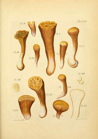 Reproducción/Reproduction 6256924129: Fungorum qui in Bavaria et Palatinatu circa Ratisbonam nascuntur icones, nativis coloribus expressae. v.1-2. Erlangae,Apud J.J. Palmium,1800