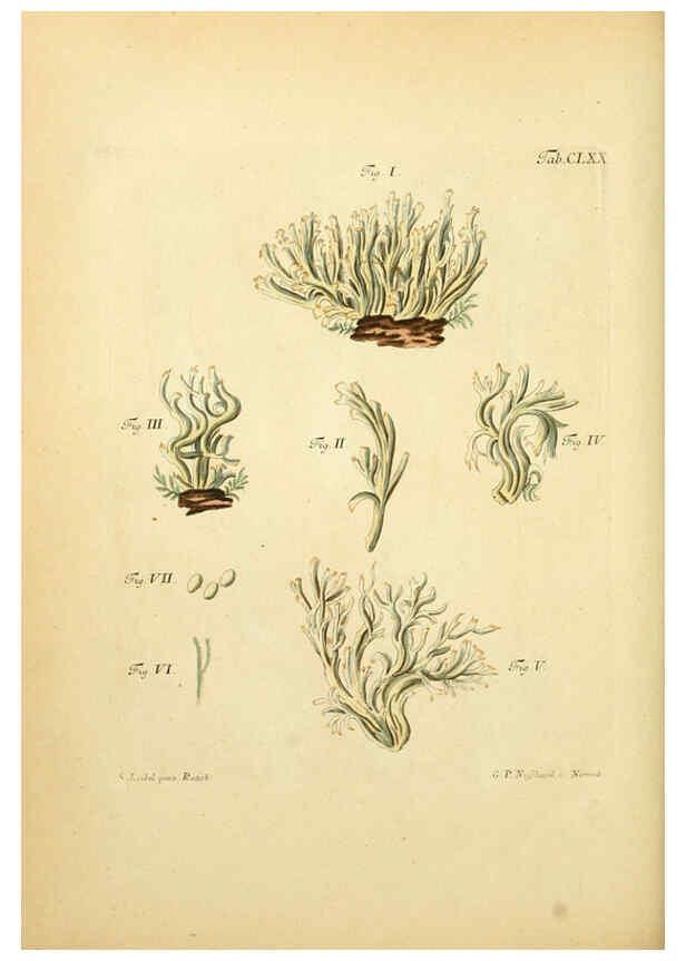 Reproducción/Reproduction 6257454332: Fungorum qui in Bavaria et Palatinatu circa Ratisbonam nascuntur icones, nativis coloribus expressae. v.1-2. Erlangae,Apud J.J. Palmium,1800