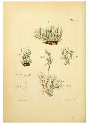 Reproducción/Reproduction 6257454332: Fungorum qui in Bavaria et Palatinatu circa Ratisbonam nascuntur icones, nativis coloribus expressae. v.1-2. Erlangae,Apud J.J. Palmium,1800