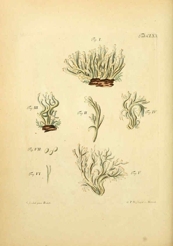 Reproducción/Reproduction 6257454332: Fungorum qui in Bavaria et Palatinatu circa Ratisbonam nascuntur icones, nativis coloribus expressae. v.1-2. Erlangae,Apud J.J. Palmium,1800