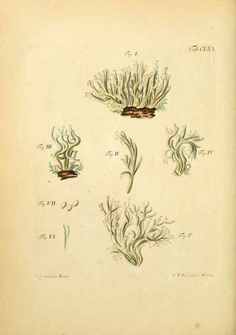 Reproducción/Reproduction 6257454332: Fungorum qui in Bavaria et Palatinatu circa Ratisbonam nascuntur icones, nativis coloribus expressae. v.1-2. Erlangae,Apud J.J. Palmium,1800
