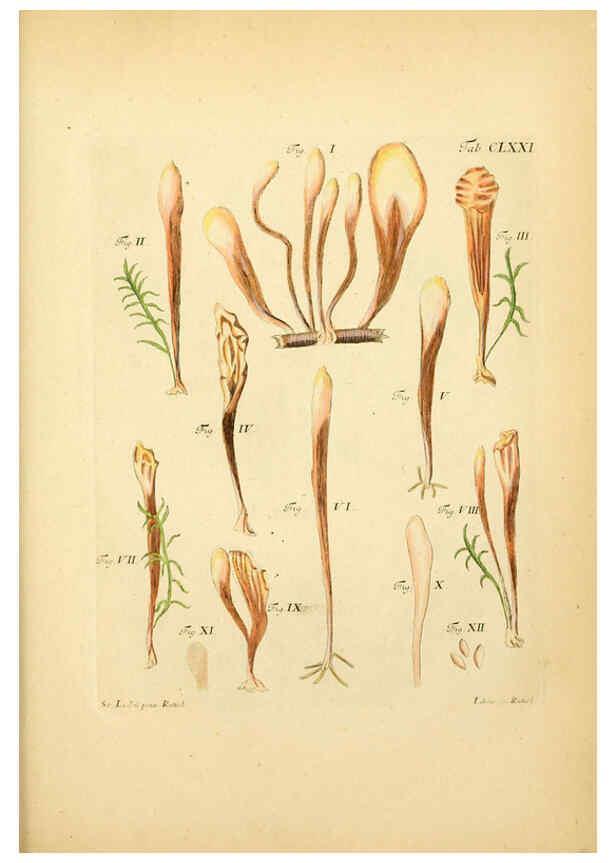 Reproducción/Reproduction 6257454612: Fungorum qui in Bavaria et Palatinatu circa Ratisbonam nascuntur icones, nativis coloribus expressae. v.1-2. Erlangae,Apud J.J. Palmium,1800