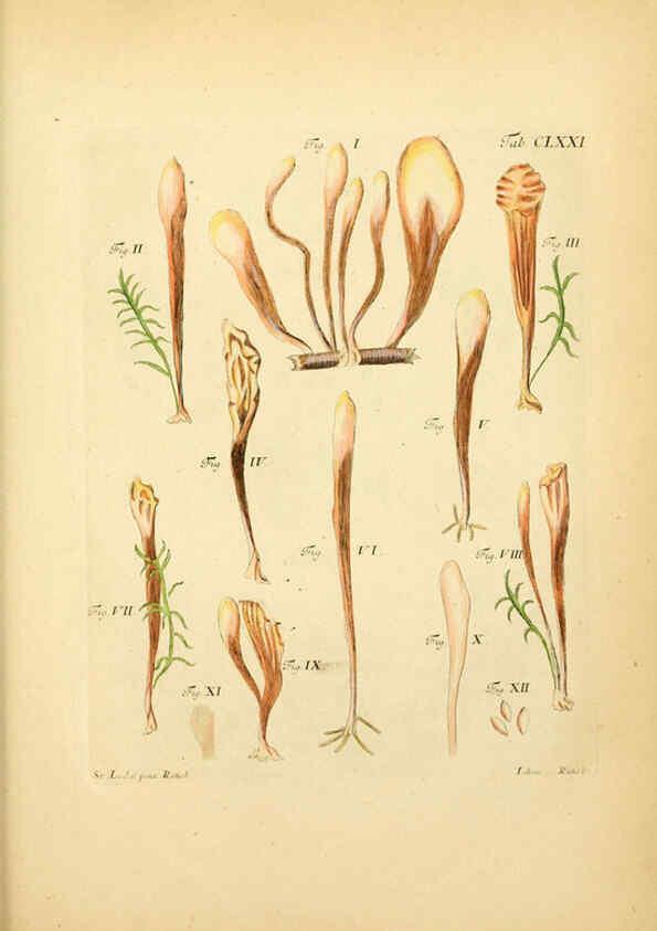 Reproducción/Reproduction 6257454612: Fungorum qui in Bavaria et Palatinatu circa Ratisbonam nascuntur icones, nativis coloribus expressae. v.1-2. Erlangae,Apud J.J. Palmium,1800