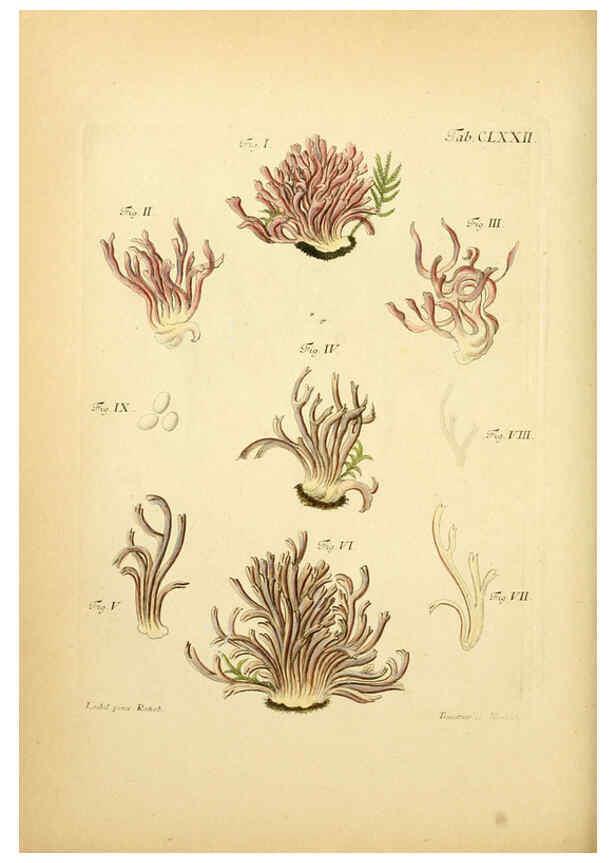 Reproducción/Reproduction 6256924901: Fungorum qui in Bavaria et Palatinatu circa Ratisbonam nascuntur icones, nativis coloribus expressae. v.1-2. Erlangae,Apud J.J. Palmium,1800