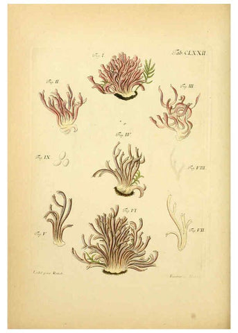 Reproducción/Reproduction 6256924901: Fungorum qui in Bavaria et Palatinatu circa Ratisbonam nascuntur icones, nativis coloribus expressae. v.1-2. Erlangae,Apud J.J. Palmium,1800