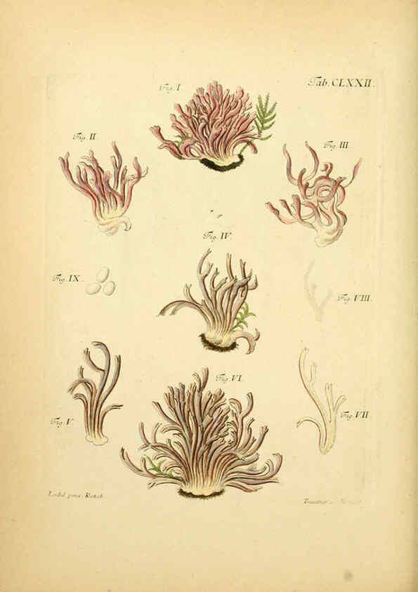 Reproducción/Reproduction 6256924901: Fungorum qui in Bavaria et Palatinatu circa Ratisbonam nascuntur icones, nativis coloribus expressae. v.1-2. Erlangae,Apud J.J. Palmium,1800