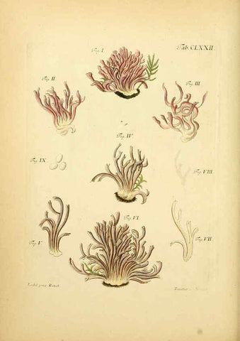 Reproducción/Reproduction 6256924901: Fungorum qui in Bavaria et Palatinatu circa Ratisbonam nascuntur icones, nativis coloribus expressae. v.1-2. Erlangae,Apud J.J. Palmium,1800