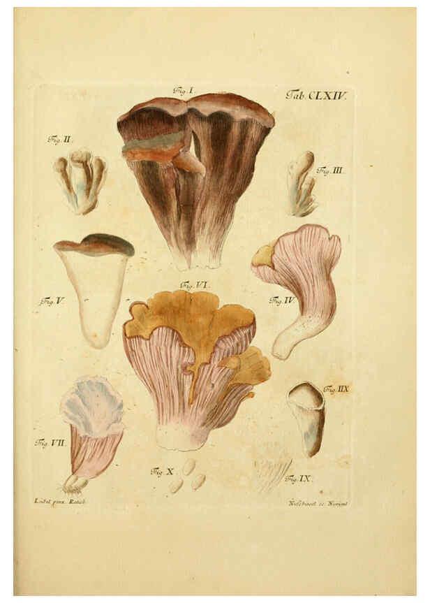 Reproducción/Reproduction 6257452856: Fungorum qui in Bavaria et Palatinatu circa Ratisbonam nascuntur icones, nativis coloribus expressae. v.1-2. Erlangae,Apud J.J. Palmium,1800