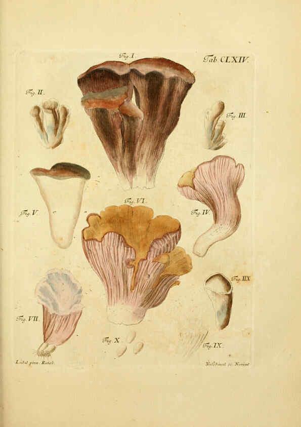 Reproducción/Reproduction 6257452856: Fungorum qui in Bavaria et Palatinatu circa Ratisbonam nascuntur icones, nativis coloribus expressae. v.1-2. Erlangae,Apud J.J. Palmium,1800