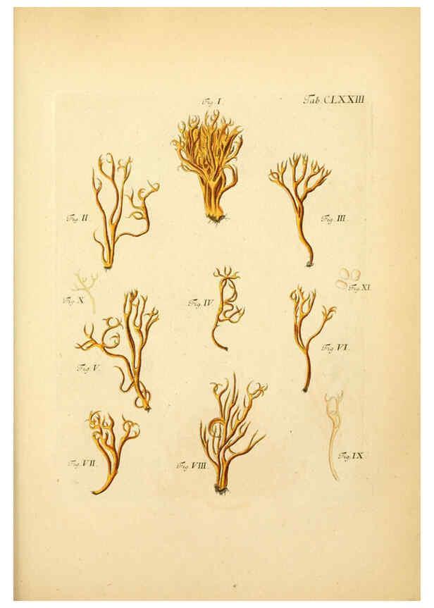 Reproducción/Reproduction 6256925139: Fungorum qui in Bavaria et Palatinatu circa Ratisbonam nascuntur icones, nativis coloribus expressae. v.1-2. Erlangae,Apud J.J. Palmium,1800