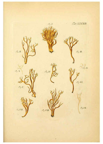 Reproducción/Reproduction 6256925139: Fungorum qui in Bavaria et Palatinatu circa Ratisbonam nascuntur icones, nativis coloribus expressae. v.1-2. Erlangae,Apud J.J. Palmium,1800