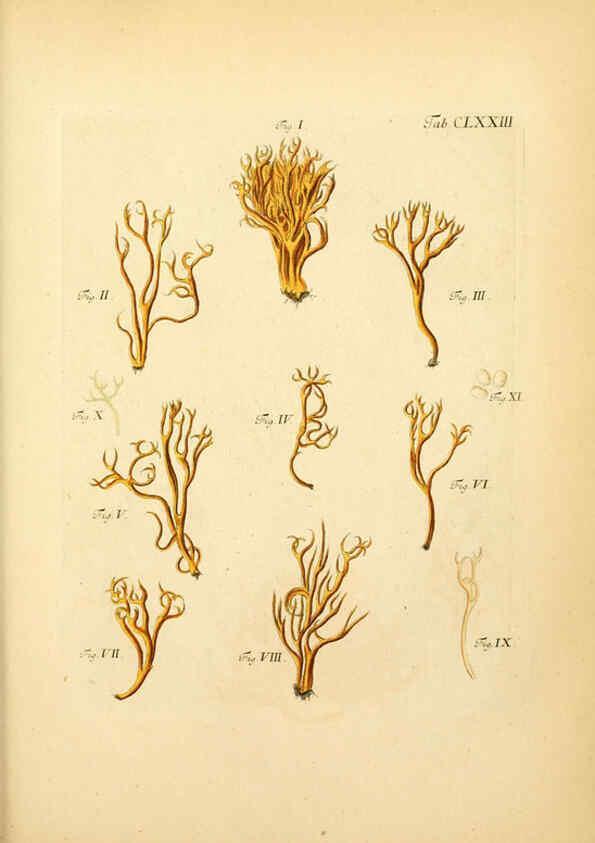 Reproducción/Reproduction 6256925139: Fungorum qui in Bavaria et Palatinatu circa Ratisbonam nascuntur icones, nativis coloribus expressae. v.1-2. Erlangae,Apud J.J. Palmium,1800