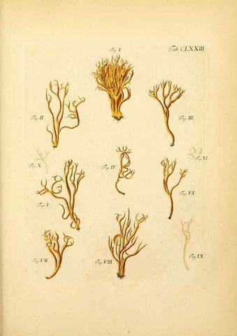 Reproducción/Reproduction 6256925139: Fungorum qui in Bavaria et Palatinatu circa Ratisbonam nascuntur icones, nativis coloribus expressae. v.1-2. Erlangae,Apud J.J. Palmium,1800