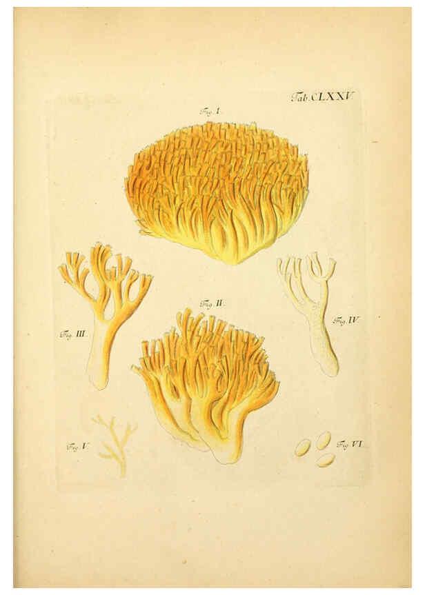 Reproducción/Reproduction 6256925581: Fungorum qui in Bavaria et Palatinatu circa Ratisbonam nascuntur icones, nativis coloribus expressae. v.1-2. Erlangae,Apud J.J. Palmium,1800