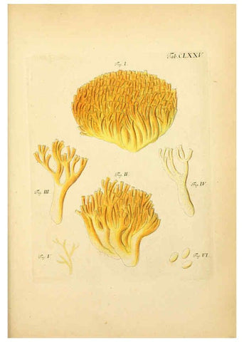 Reproducción/Reproduction 6256925581: Fungorum qui in Bavaria et Palatinatu circa Ratisbonam nascuntur icones, nativis coloribus expressae. v.1-2. Erlangae,Apud J.J. Palmium,1800