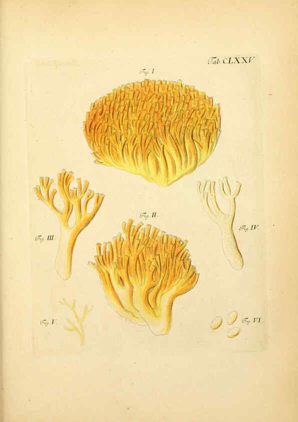 Reproducción/Reproduction 6256925581: Fungorum qui in Bavaria et Palatinatu circa Ratisbonam nascuntur icones, nativis coloribus expressae. v.1-2. Erlangae,Apud J.J. Palmium,1800