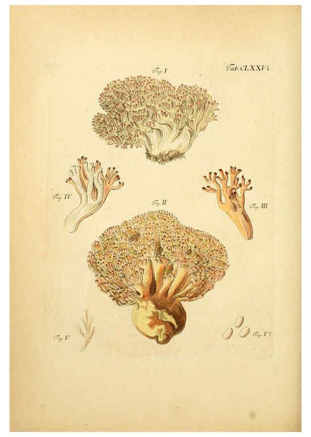 Reproducción/Reproduction 6256925775: Fungorum qui in Bavaria et Palatinatu circa Ratisbonam nascuntur icones, nativis coloribus expressae. v.1-2. Erlangae,Apud J.J. Palmium,1800
