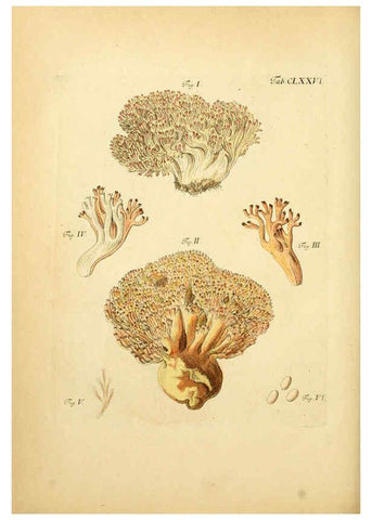 Reproducción/Reproduction 6256925775: Fungorum qui in Bavaria et Palatinatu circa Ratisbonam nascuntur icones, nativis coloribus expressae. v.1-2. Erlangae,Apud J.J. Palmium,1800