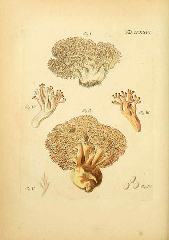 Reproducción/Reproduction 6256925775: Fungorum qui in Bavaria et Palatinatu circa Ratisbonam nascuntur icones, nativis coloribus expressae. v.1-2. Erlangae,Apud J.J. Palmium,1800