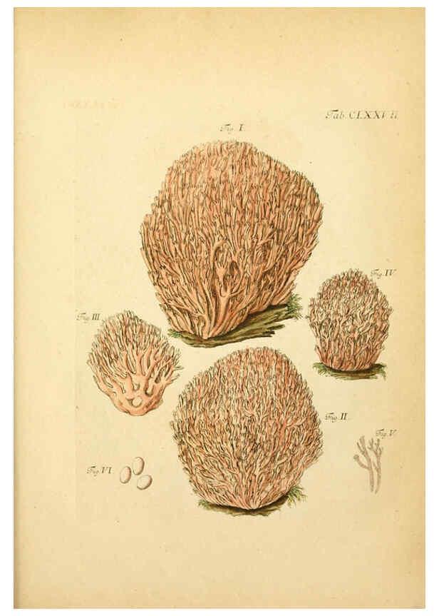 Reproducción/Reproduction 6257455848: Fungorum qui in Bavaria et Palatinatu circa Ratisbonam nascuntur icones, nativis coloribus expressae. v.1-2. Erlangae,Apud J.J. Palmium,1800