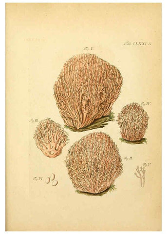 Reproducción/Reproduction 6257455848: Fungorum qui in Bavaria et Palatinatu circa Ratisbonam nascuntur icones, nativis coloribus expressae. v.1-2. Erlangae,Apud J.J. Palmium,1800