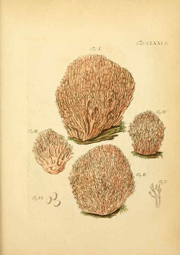 Reproducción/Reproduction 6257455848: Fungorum qui in Bavaria et Palatinatu circa Ratisbonam nascuntur icones, nativis coloribus expressae. v.1-2. Erlangae,Apud J.J. Palmium,1800