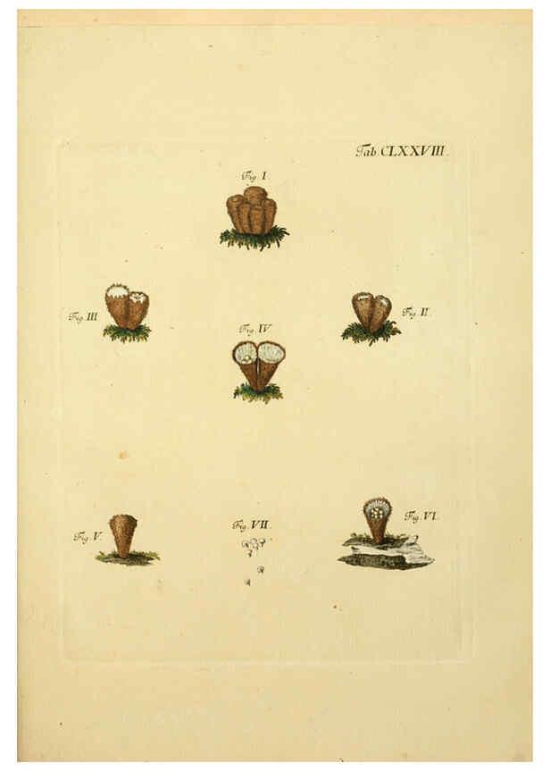 Reproducción/Reproduction 6256926357: Fungorum qui in Bavaria et Palatinatu circa Ratisbonam nascuntur icones, nativis coloribus expressae. v.1-2. Erlangae,Apud J.J. Palmium,1800