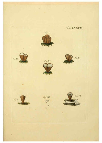 Reproducción/Reproduction 6256926357: Fungorum qui in Bavaria et Palatinatu circa Ratisbonam nascuntur icones, nativis coloribus expressae. v.1-2. Erlangae,Apud J.J. Palmium,1800