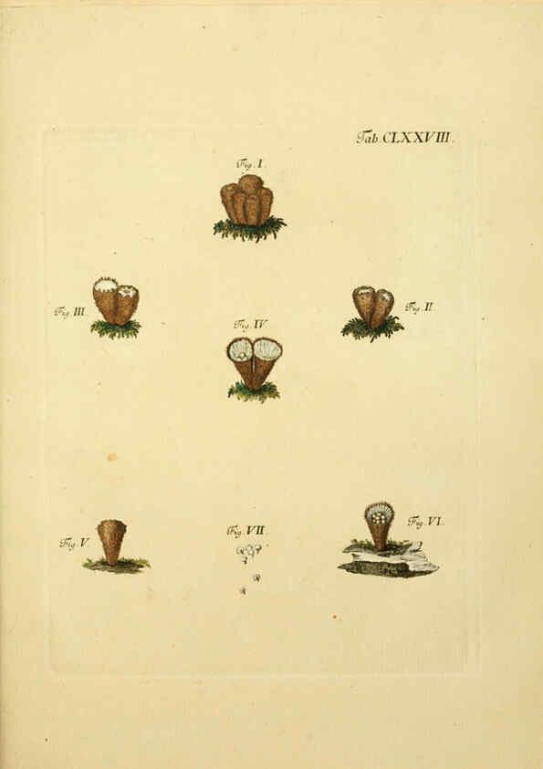 Reproducción/Reproduction 6256926357: Fungorum qui in Bavaria et Palatinatu circa Ratisbonam nascuntur icones, nativis coloribus expressae. v.1-2. Erlangae,Apud J.J. Palmium,1800