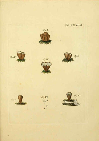 Reproducción/Reproduction 6256926357: Fungorum qui in Bavaria et Palatinatu circa Ratisbonam nascuntur icones, nativis coloribus expressae. v.1-2. Erlangae,Apud J.J. Palmium,1800