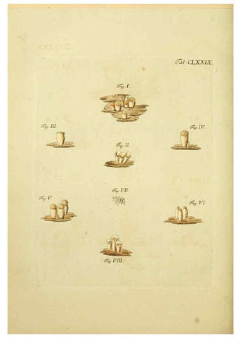 Reproducción/Reproduction 6256926549: Fungorum qui in Bavaria et Palatinatu circa Ratisbonam nascuntur icones, nativis coloribus expressae. v.1-2. Erlangae,Apud J.J. Palmium,1800