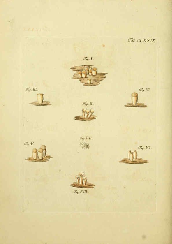 Reproducción/Reproduction 6256926549: Fungorum qui in Bavaria et Palatinatu circa Ratisbonam nascuntur icones, nativis coloribus expressae. v.1-2. Erlangae,Apud J.J. Palmium,1800