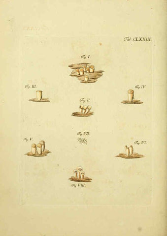 Reproducción/Reproduction 6256926549: Fungorum qui in Bavaria et Palatinatu circa Ratisbonam nascuntur icones, nativis coloribus expressae. v.1-2. Erlangae,Apud J.J. Palmium,1800