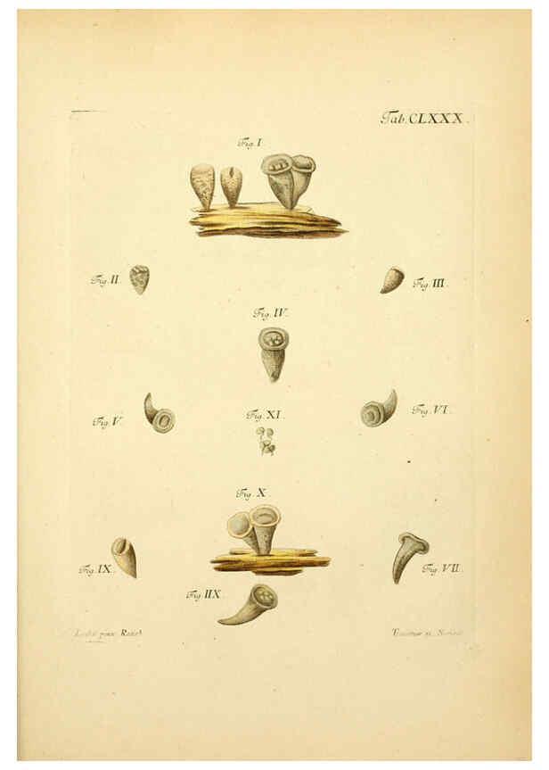 Reproducción/Reproduction 6257456620: Fungorum qui in Bavaria et Palatinatu circa Ratisbonam nascuntur icones, nativis coloribus expressae. v.1-2. Erlangae,Apud J.J. Palmium,1800