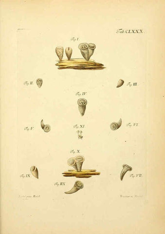 Reproducción/Reproduction 6257456620: Fungorum qui in Bavaria et Palatinatu circa Ratisbonam nascuntur icones, nativis coloribus expressae. v.1-2. Erlangae,Apud J.J. Palmium,1800