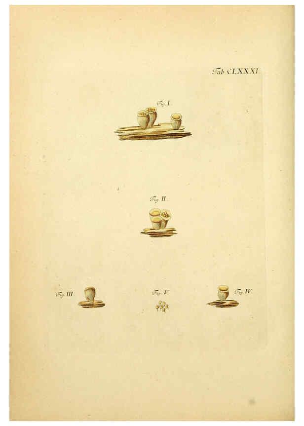 Reproducción/Reproduction 6256927113: Fungorum qui in Bavaria et Palatinatu circa Ratisbonam nascuntur icones, nativis coloribus expressae. v.1-2. Erlangae,Apud J.J. Palmium,1800