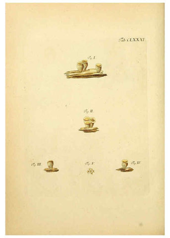 Reproducción/Reproduction 6256927113: Fungorum qui in Bavaria et Palatinatu circa Ratisbonam nascuntur icones, nativis coloribus expressae. v.1-2. Erlangae,Apud J.J. Palmium,1800