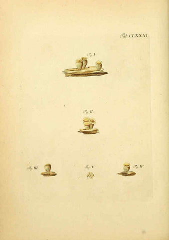 Reproducción/Reproduction 6256927113: Fungorum qui in Bavaria et Palatinatu circa Ratisbonam nascuntur icones, nativis coloribus expressae. v.1-2. Erlangae,Apud J.J. Palmium,1800