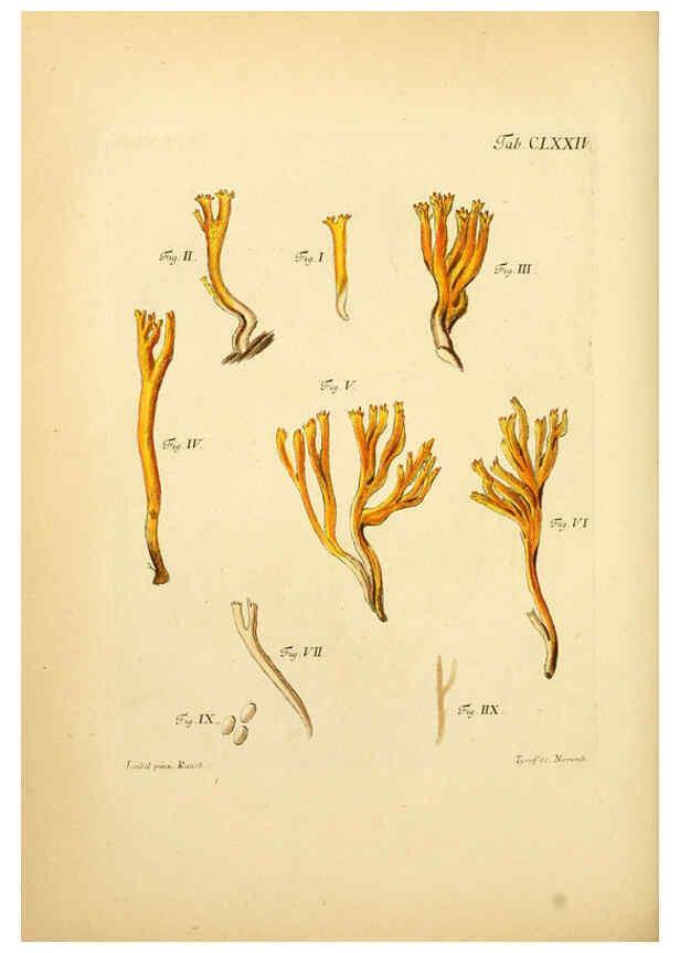 Reproducción/Reproduction 6256925359: Fungorum qui in Bavaria et Palatinatu circa Ratisbonam nascuntur icones, nativis coloribus expressae. v.1-2. Erlangae,Apud J.J. Palmium,1800