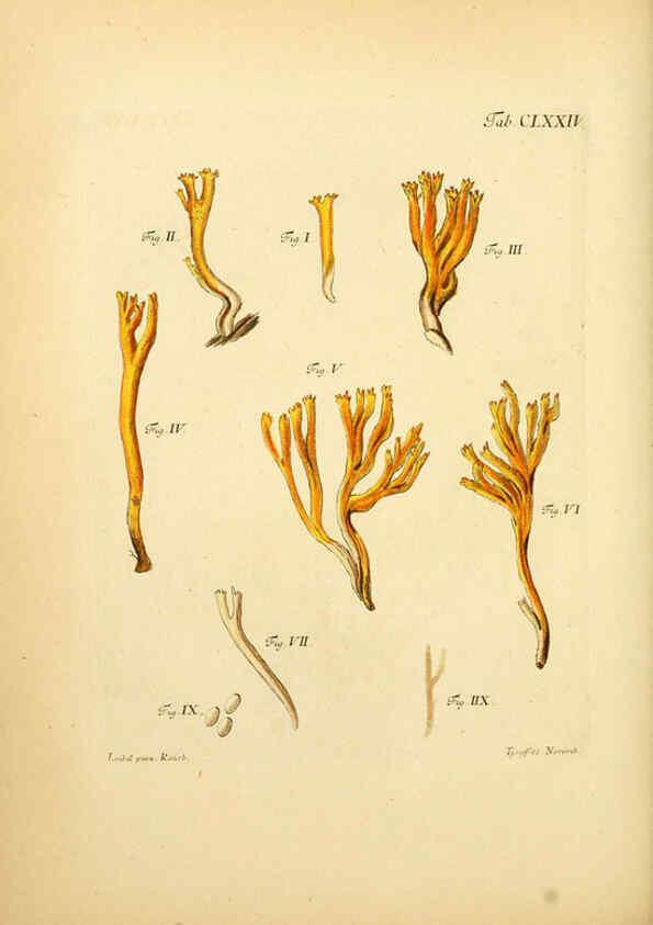 Reproducción/Reproduction 6256925359: Fungorum qui in Bavaria et Palatinatu circa Ratisbonam nascuntur icones, nativis coloribus expressae. v.1-2. Erlangae,Apud J.J. Palmium,1800