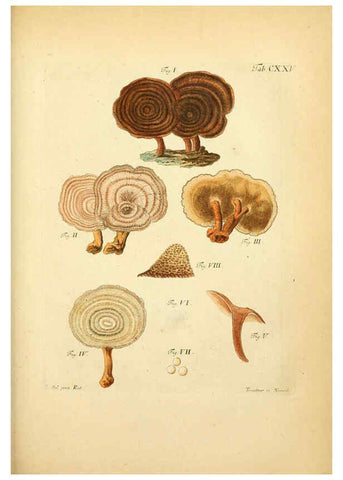 Reproducción/Reproduction 6256912505: Fungorum qui in Bavaria et Palatinatu circa Ratisbonam nascuntur icones, nativis coloribus expressae. v.1-2. Erlangae,Apud J.J. Palmium,1800