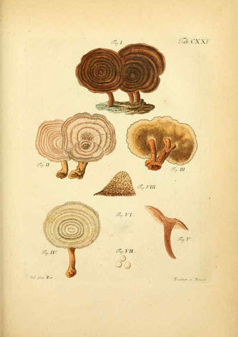 Reproducción/Reproduction 6256912505: Fungorum qui in Bavaria et Palatinatu circa Ratisbonam nascuntur icones, nativis coloribus expressae. v.1-2. Erlangae,Apud J.J. Palmium,1800