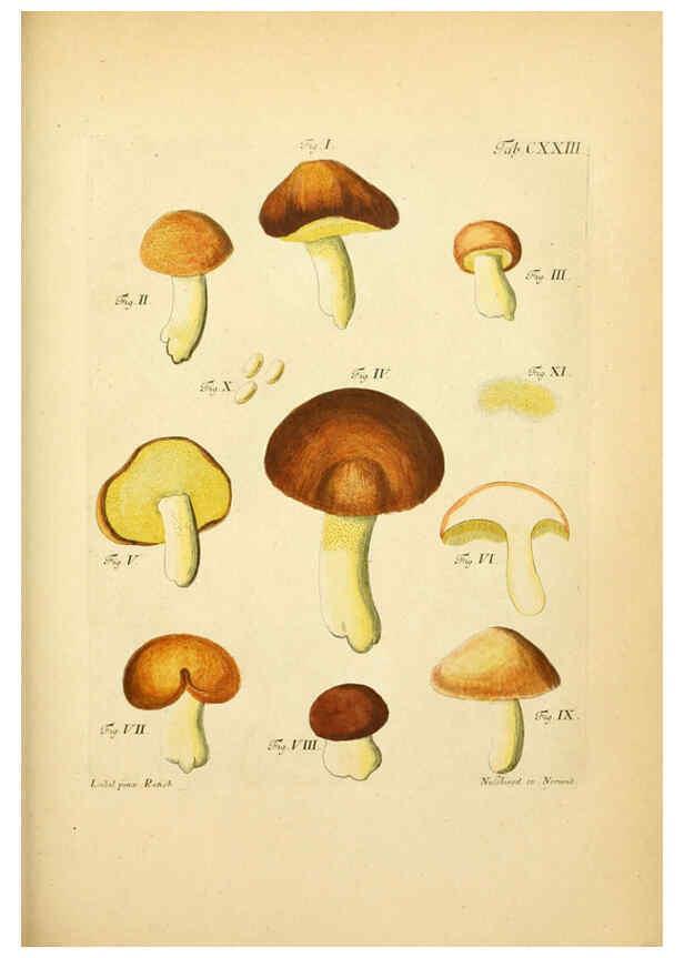 Reproducción/Reproduction 6257442048: Fungorum qui in Bavaria et Palatinatu circa Ratisbonam nascuntur icones, nativis coloribus expressae. v.1-2. Erlangae,Apud J.J. Palmium,1800