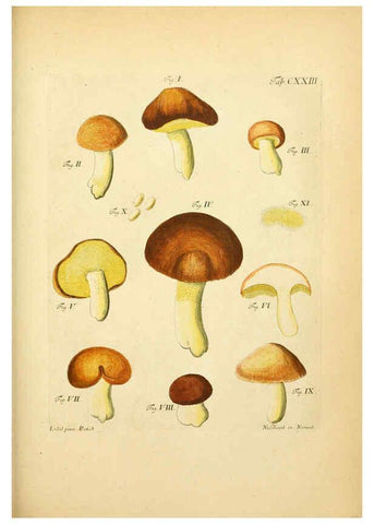 Reproducción/Reproduction 6257442048: Fungorum qui in Bavaria et Palatinatu circa Ratisbonam nascuntur icones, nativis coloribus expressae. v.1-2. Erlangae,Apud J.J. Palmium,1800